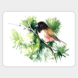 Dark-Eyed Junco Sticker